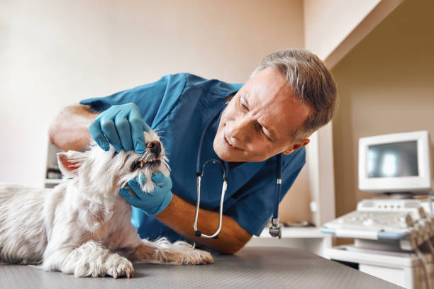 Best Knocked-Out Tooth (Avulsed Tooth) Treatment in Smiths Station, AL